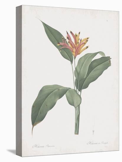 Heliconia Psitaccorum-Pierre Joseph Redoute-Stretched Canvas