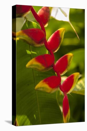 Heliconia Tropical Flowers, Roatan, Honduras-Lisa S. Engelbrecht-Premier Image Canvas