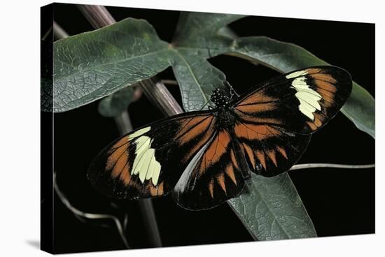 Heliconius Melpomene (Postman Butterfly)-Paul Starosta-Premier Image Canvas