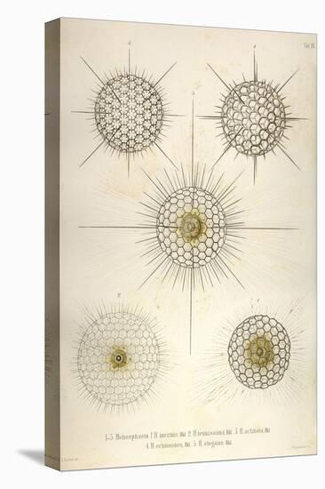 Heliosphaera-Ernst Haeckel-Stretched Canvas