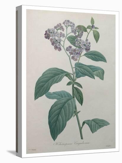 Heliotrope-Pierre-Joseph Redoute-Stretched Canvas