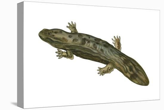 Hellbender (Cryptobranchus Alleganiensis), Amphibians-Encyclopaedia Britannica-Stretched Canvas