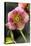 Hellebore Christmas Rose, Blossom, Niger Sp-null-Premier Image Canvas