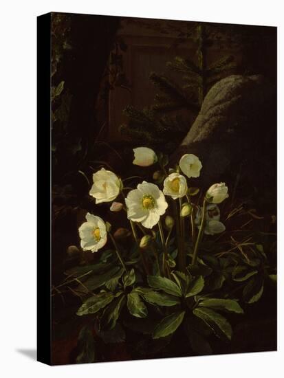 Hellebores in a Rockery-Otto Didrik Ottesen-Premier Image Canvas