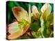 Hellebores, Reading, Massachusetts-Lisa S. Engelbrecht-Premier Image Canvas