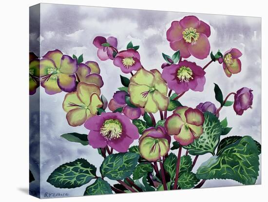 Helleborus (2), 2019 (Watercolour on Paper)-Christopher Ryland-Premier Image Canvas