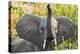 Hello Elephant-Howard Ruby-Premier Image Canvas