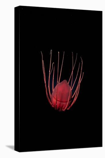 Helmet jellyfish drifting in the deep sea, Norway-Franco Banfi-Premier Image Canvas