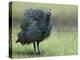 Helmeted Guineafowl Portrait with Feather Fluffed Up, Tanzania-Edwin Giesbers-Premier Image Canvas