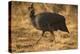 Helmeted Guineafowl-Joe McDonald-Premier Image Canvas