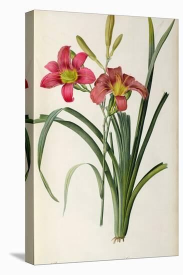 Hemerocallis Fulva, from Les Liliacees-Pierre-Joseph Redouté-Premier Image Canvas