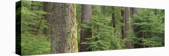 Hemlock and Douglas Fir in the Sol Duc Area of Olympic NP, Washington-Greg Probst-Premier Image Canvas