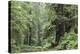 Hemlocks And Redwoods In a North American Forest-Kaj Svensson-Premier Image Canvas