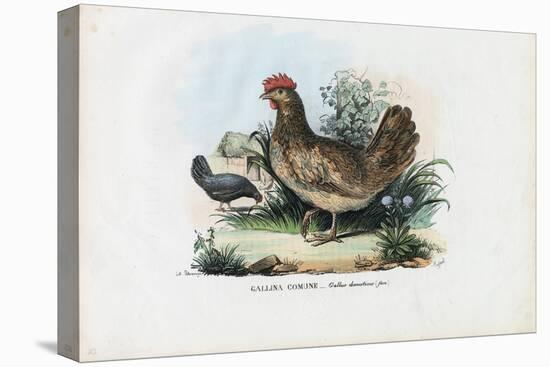 Hen, 1863-79-Raimundo Petraroja-Premier Image Canvas