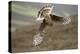 Hen Harrier (Circus Cyaneus) Female Diving to Nest Site, Carrying Nesting Material, UK, June-Mark Hamblin-Premier Image Canvas