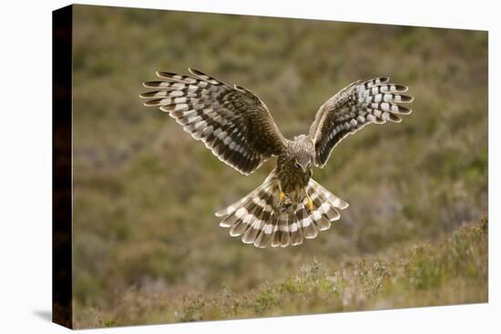 Hen Harrier (Circus Cyaneus) Hovering over Moorland, Glen Tanar Estate, Deeside, Scotland, UK-Mark Hamblin-Premier Image Canvas