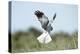 Hen Harrier Male in Flight Hunting, Hovering-null-Premier Image Canvas