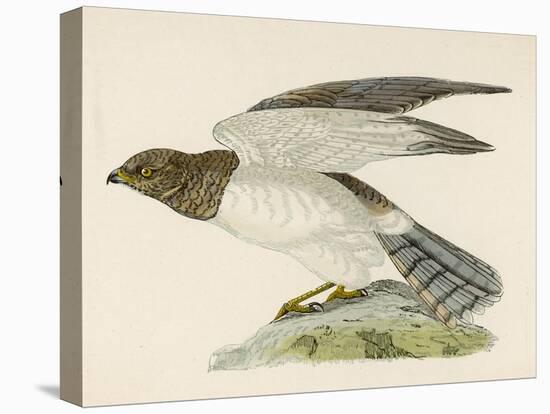 Hen Harrier-Reverend Francis O. Morris-Stretched Canvas