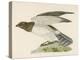 Hen Harrier-Reverend Francis O. Morris-Stretched Canvas