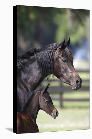 Hennessy Arabians 001-Bob Langrish-Premier Image Canvas