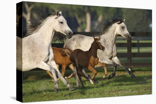 Hennessy Arabians 009-Bob Langrish-Premier Image Canvas