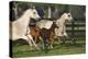 Hennessy Arabians 009-Bob Langrish-Premier Image Canvas