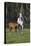 Hennessy Arabians 011-Bob Langrish-Premier Image Canvas