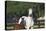 Hennessy Arabians 013-Bob Langrish-Premier Image Canvas