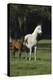 Hennessy Arabians 014-Bob Langrish-Premier Image Canvas