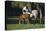 Hennessy Arabians 015-Bob Langrish-Premier Image Canvas