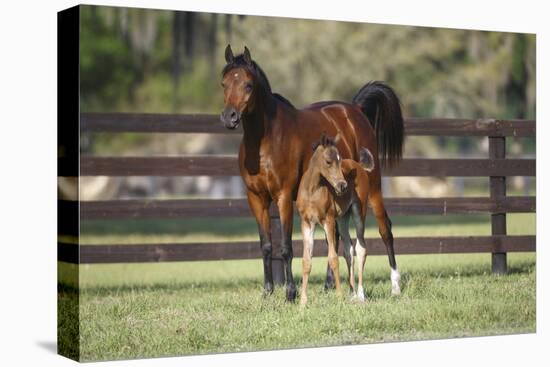 Hennessy Arabians 017-Bob Langrish-Premier Image Canvas