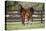 Hennessy Arabians 017-Bob Langrish-Premier Image Canvas