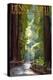Henry Cowell Redwoods State Park - Pathway in Trees-Lantern Press-Stretched Canvas