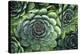 Hens And Chicks' Succulents-Kaj Svensson-Premier Image Canvas