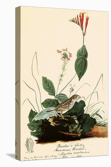 Henslow's Sparrow-John James Audubon-Premier Image Canvas