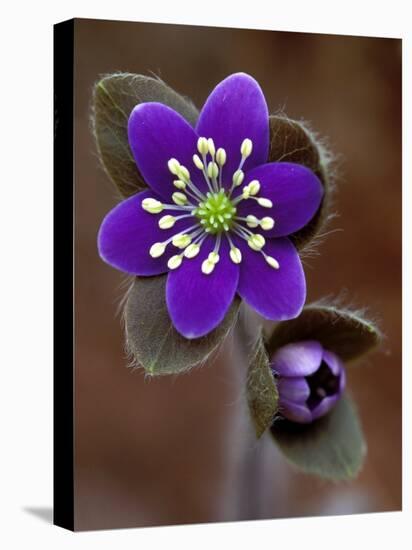 Hepatica and Bud, Lapeer, Michigan, USA-Claudia Adams-Premier Image Canvas