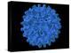 Hepatitis B Virus Particle-Laguna Design-Premier Image Canvas