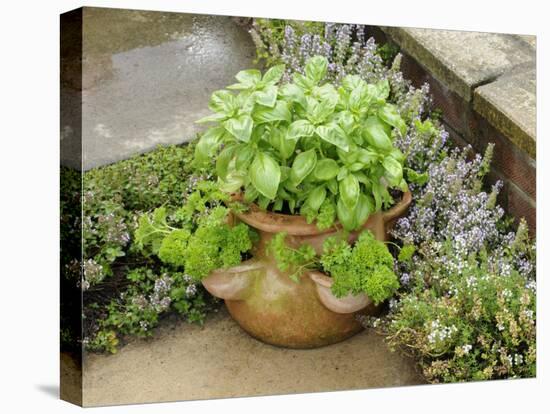 Herb Garden with Terracotta Pot with Sweet Basil, Curled Parsley and Creeping Thyme, Norfolk, UK-Gary Smith-Premier Image Canvas