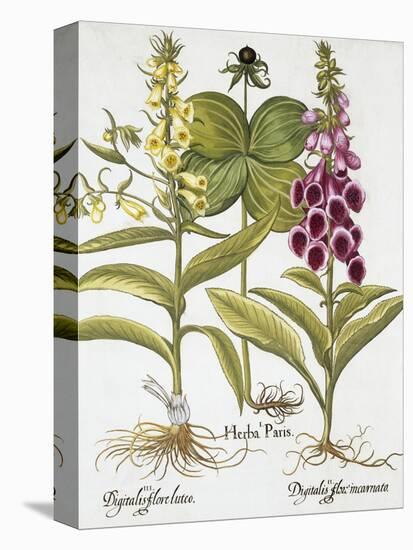 Herb Paris, Common Foxglove and Large Yellow Foxglove-Basilius Besler-Premier Image Canvas