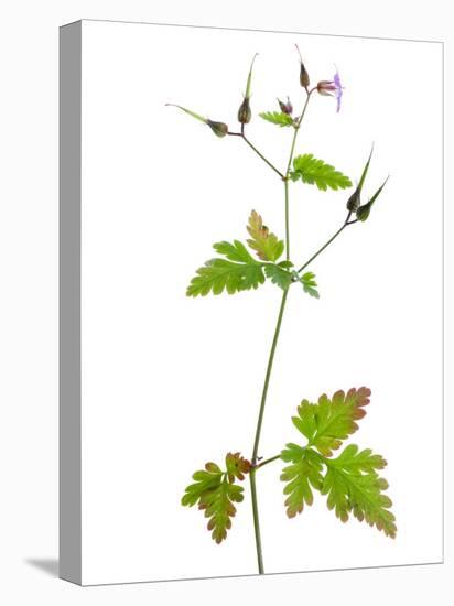 Herb Robert Scotland, UK-Niall Benvie-Premier Image Canvas