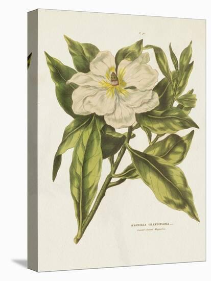 Herbal Botanical II Flower-Wild Apple Portfolio-Stretched Canvas