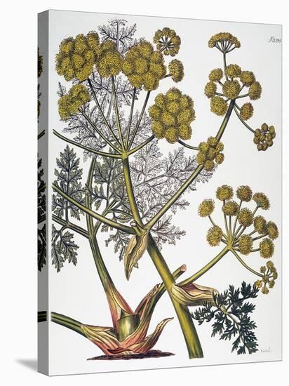 Herbal: Fennel, 1819-null-Premier Image Canvas