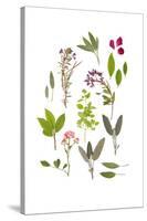Herbs and Flowers of Summer-marilyna-Stretched Canvas