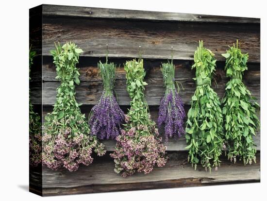 Herbs Drying Upside Down-Clay Perry-Premier Image Canvas