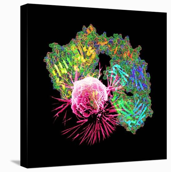 Herceptin Drug And Breast Cancer Cell-PASIEKA-Premier Image Canvas