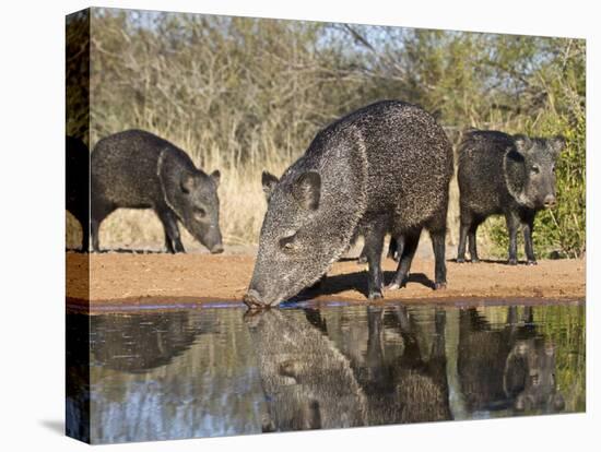 Herd Drinking at Ranch Pond, Pecari Tajacu, Collared Peccary, Starr Co., Texas, Usa-Larry Ditto-Premier Image Canvas