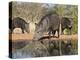 Herd Drinking at Ranch Pond, Pecari Tajacu, Collared Peccary, Starr Co., Texas, Usa-Larry Ditto-Premier Image Canvas