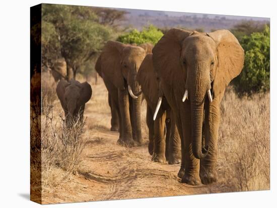 Herd of African Elephants, Kenya-null-Stretched Canvas
