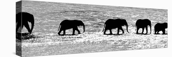 Herd of African Elephants (Loxodonta Africana) Crossing the River, Uaso Nyiro River-null-Stretched Canvas