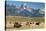 Herd of American Bison-Bob Gibbons-Premier Image Canvas